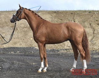 Hesselhoj Donkey Boss, one of six premium stallions, in the 2021 Danish Warmblood Stallion Licensing, the home tour edition due to corona/ehv-1 :: Photo © Ridehesten