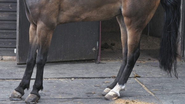 Feeding horses with laminitis