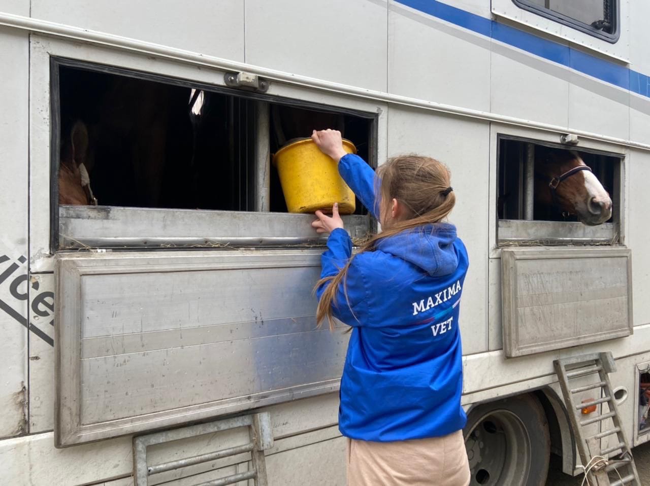 Horseexpert | Транспортировка лошадей | Как перевозят лошадей в другие  страны