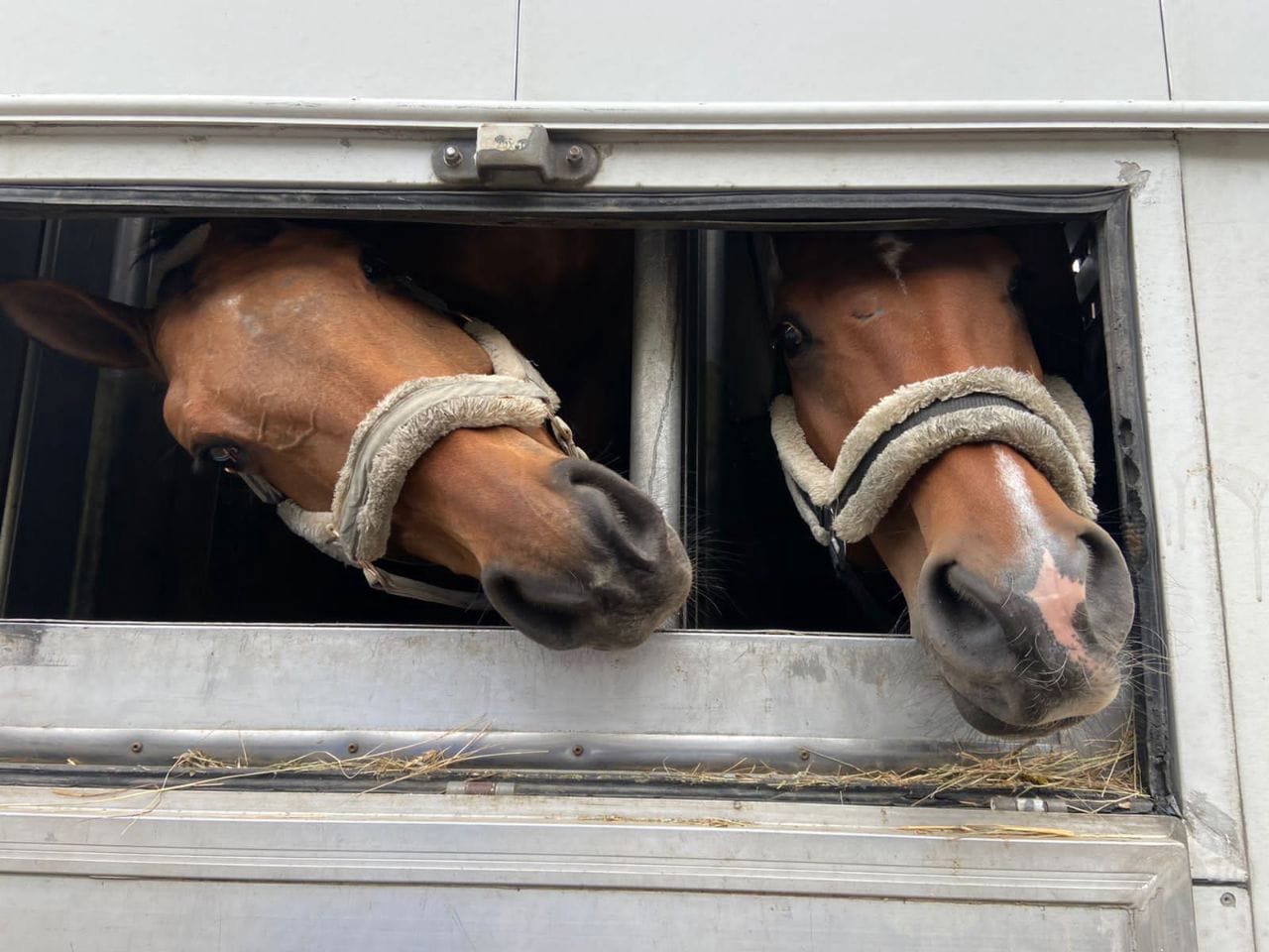 Horseexpert | Транспортировка лошадей | Как перевозят лошадей в другие  страны