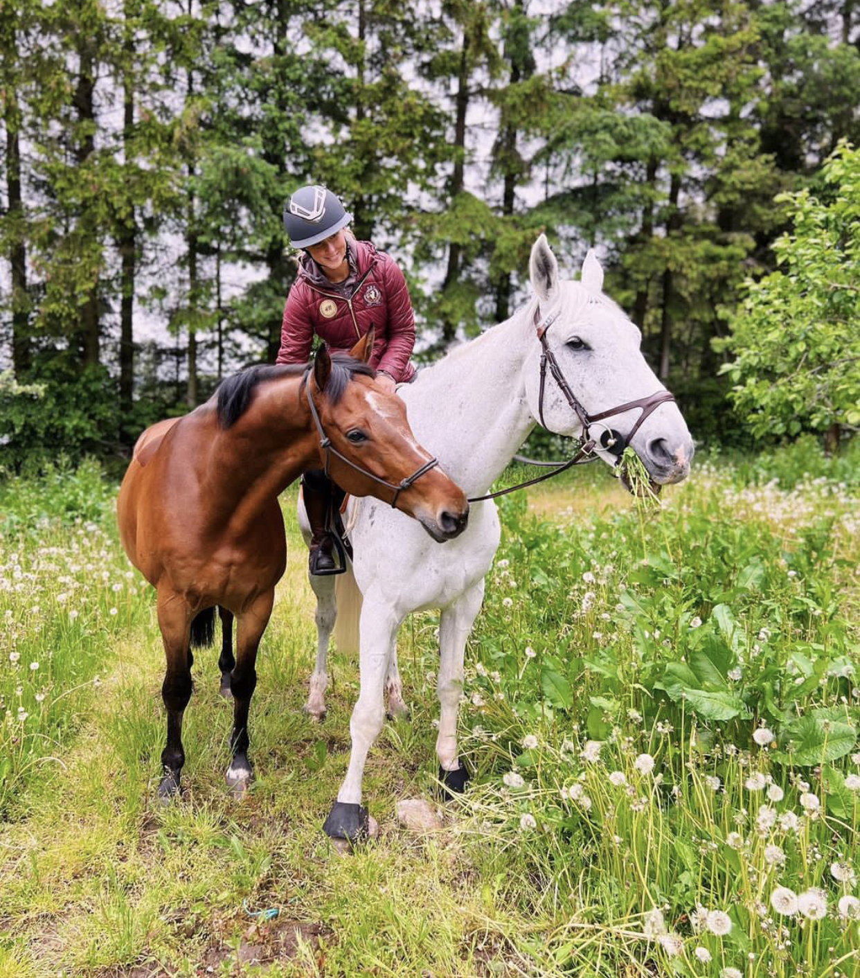 Horseexpert | Психология лошади: почему лошадь пугается и как от этого  избавиться?