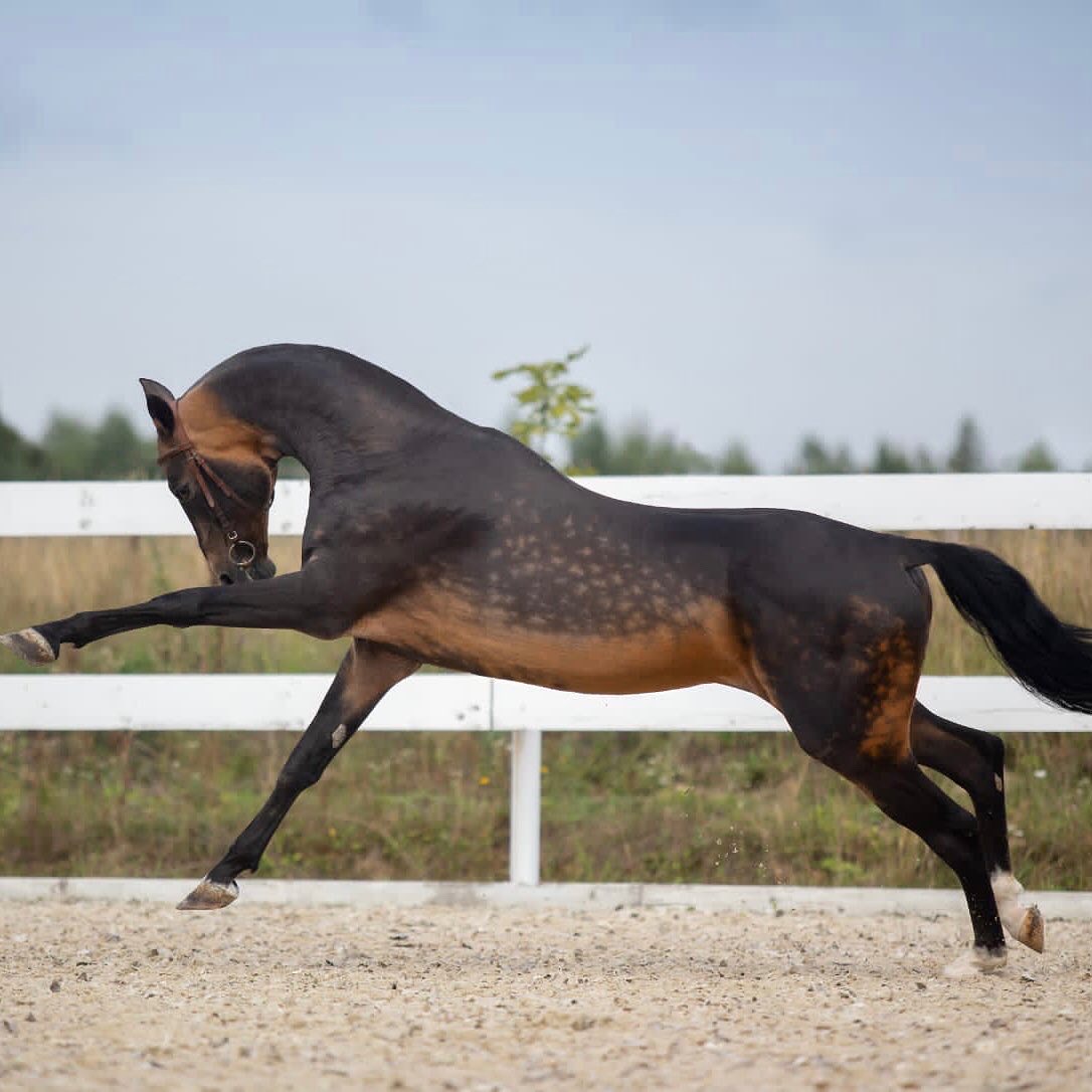 Horseexpert | Выставка-шоу ахалтекинских лошадей на ВДНХ уже скоро