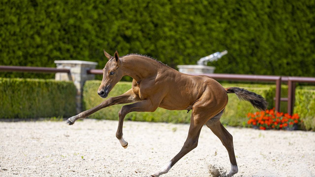 Horseexpert | Подготовка жеребят ко взрослой жизни: советы экспертов