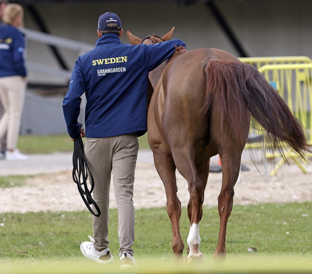 Horseexpert | 5 причин купить свою лошадь