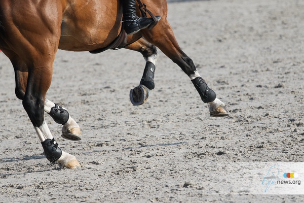 Hickstead White is VTV Jumping Stallion of the year