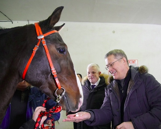 хочу стать лошадью. верховая езда. лошадку жалко. хочу стать лошадью. лошадь на скаку.