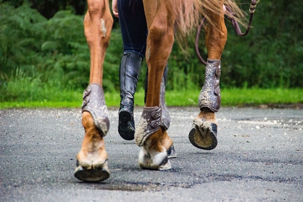 FEI agrees to pause monthly Tack App updates until the conclusion of the Olympic en Paralympic Games